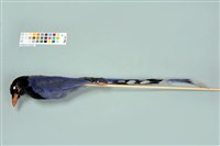 臺灣藍鵲藏品圖，第5張